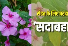 Photo of डायबिटीज से लेकर इन परेशानियों में लाभदायक है सदाबहार के फूल