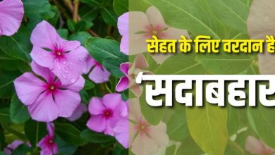 Photo of डायबिटीज से लेकर इन परेशानियों में लाभदायक है सदाबहार के फूल