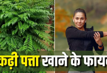 Photo of रोज सुबह खाली पेट चबा लें 7-8 कढ़ी पत्ते, मिलेंगे 8 कमाल के फायदे