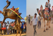 Photo of आज होगा ‘पुष्कर मेला’ का आगाज, डिप्टी सीएम दिया कुमारी रहेंगी उपस्थित