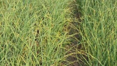 Photo of उत्तराखंड: 25 साल में उत्पादन तो बढ़ा, लेकिन खेती का रकबा साल दर साल घटा