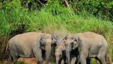 Photo of उत्तराखंड: कॉर्बेट के जंगलों में अब तक 40 हाथियों की खत्म हो चुकी जिंदगी