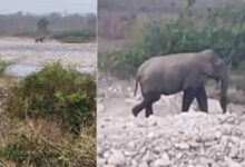 Photo of देहरादून: लच्छीवाल में मॉर्निंग वॉक कर रहे बुजुर्ग पर हाथी ने किया हमला