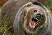 Photo of उत्तराखंड: भालू के बढ़ते हमलों को लेकर वन विभाग ने लिया निर्णय