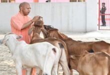 Photo of देश में यूपी नंबर वन: योगी सरकार में बढ़ा 40 फीसदी दुग्ध उत्पादन, बड़ी ताकत बनीं ग्रामीण महिलाएं