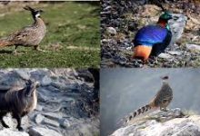 Photo of चोपता में पक्षियों के बच्चे पैदा करने पर संकट !