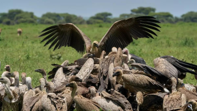 Photo of दक्षिण भारत से लगभग विलुप्त हुए Egyptian Vultures, वैज्ञानिकों ने जताई गंभीर चिंता
