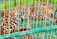 Photo of मुरादाबाद: महिला पर हमले के 36 घंटे बाद कांठ में तेंदुआ कैद, कराया गया मेडिकल