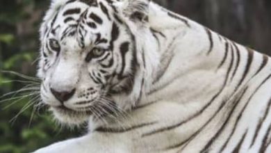 Photo of उत्तराखंड: 556 किमी दूर से देहरादून पहुंचा नीली आंखों वाला सफेद बाघ